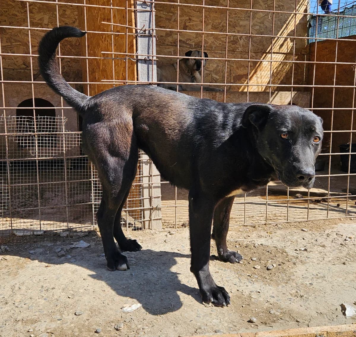 Candra, female 5yo Mixed Breed for adoption at Tierschutzverein Labus Family e.V.