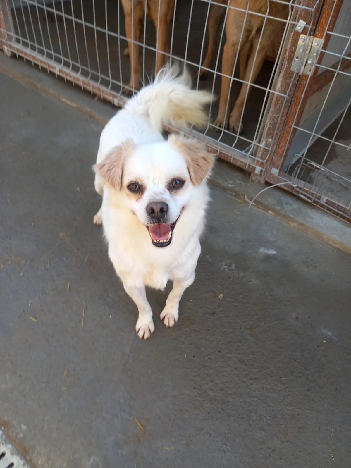 Capo, male 3yo Mixed Breed for adoption at Tierschutzverein Labus Family e.V.