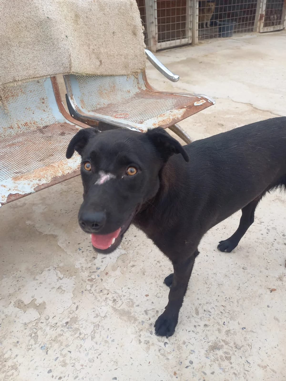 Carlo, male young Mixed Breed for adoption at Tierschutzverein Labus Family e.V.