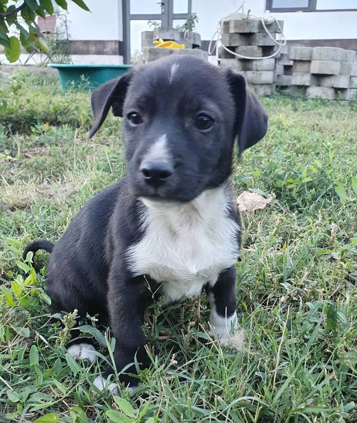 Chip, male puppy Mixed Breed for adoption at Tierschutzverein Labus Family e.V.