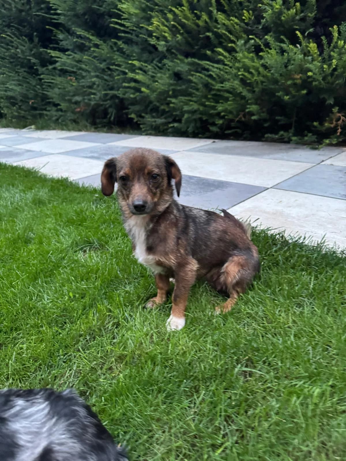 Choco, female young Mixed Breed for adoption at Tierschutzverein Labus Family e.V.