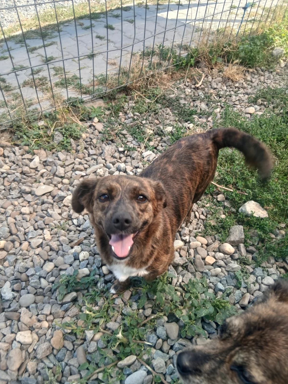 Churro, female young Mixed Breed for adoption at Tierschutzverein Labus Family e.V.