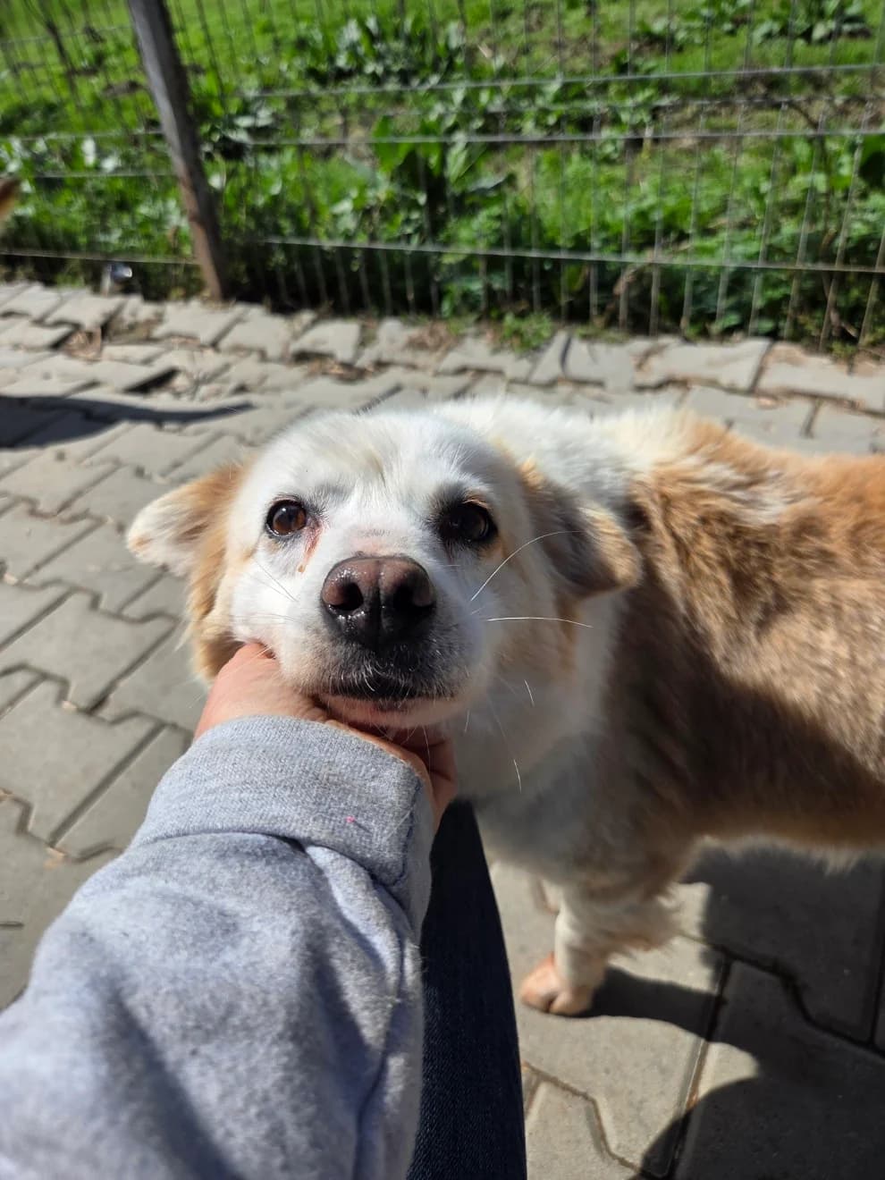 Cleo, female 6yo Mixed Breed for adoption at Tierschutzverein Labus Family e.V.