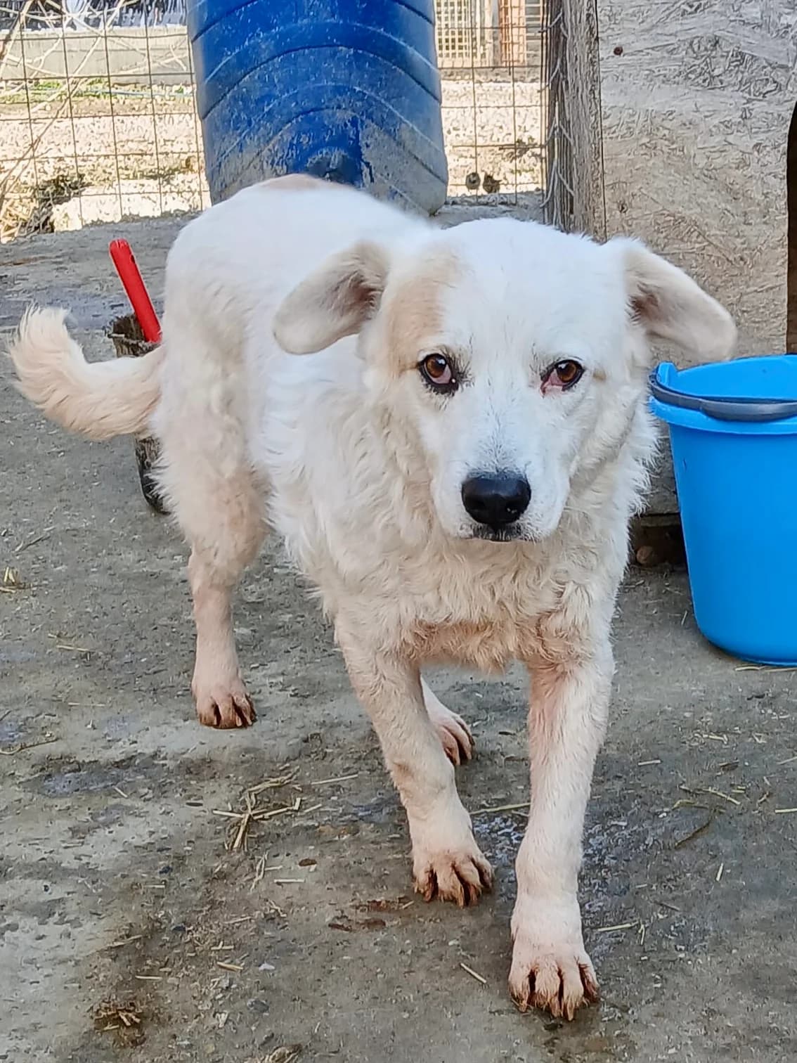 Cloud, male senior Mixed Breed for adoption at Tierschutzverein Labus Family e.V.