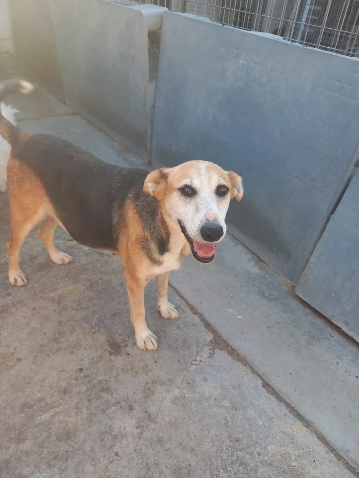 Codita, female senior Mixed Breed for adoption at Tierschutzverein Labus Family e.V.