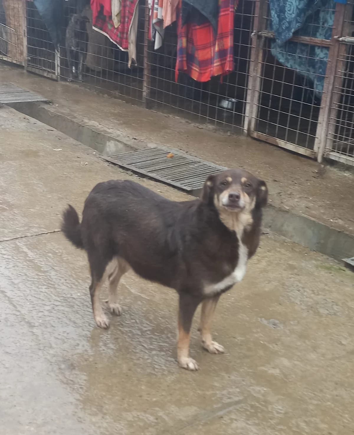 Cora, female 5yo Mixed Breed for adoption at Tierschutzverein Labus Family e.V.