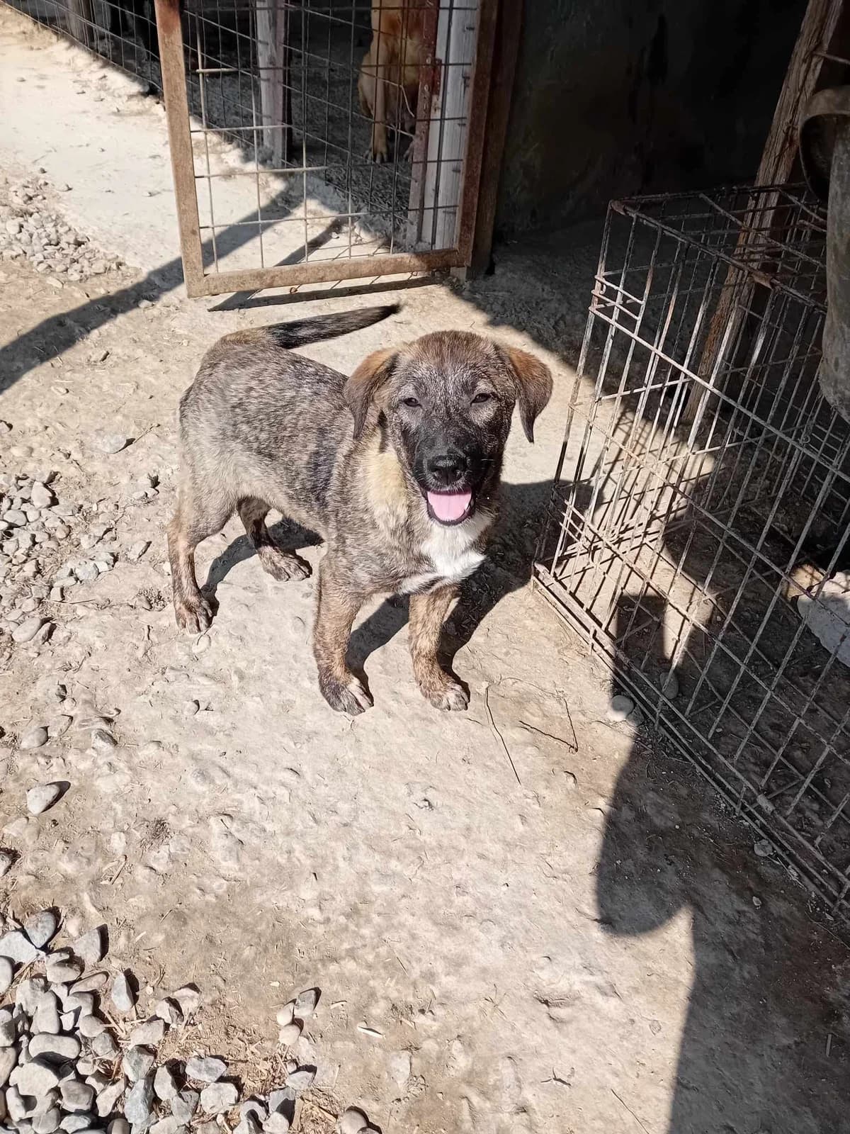 Daisy, female young Mixed Breed for adoption at Tierschutzverein Labus Family e.V.