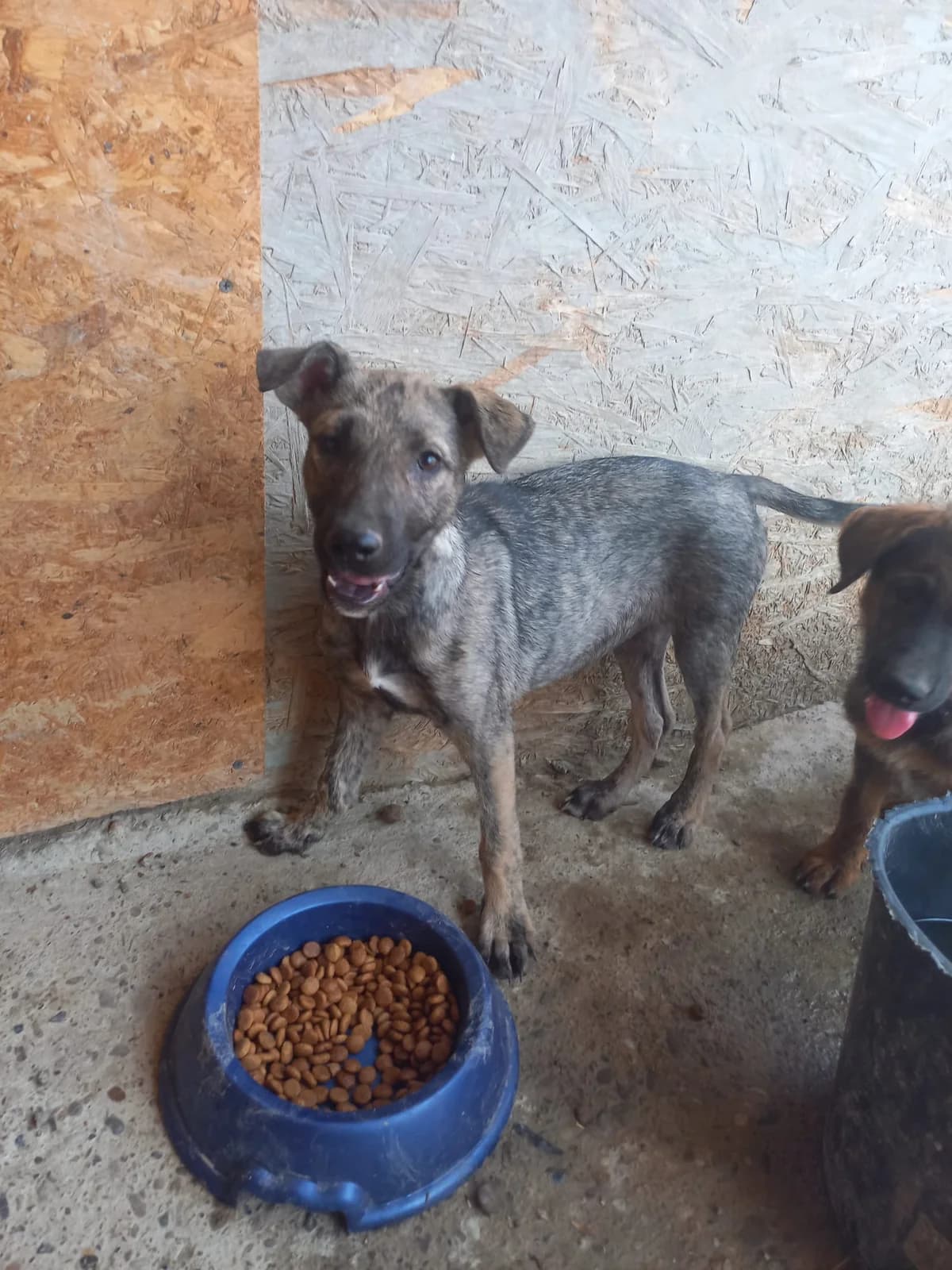 Daja, female young Mixed Breed for adoption at Tierschutzverein Labus Family e.V.