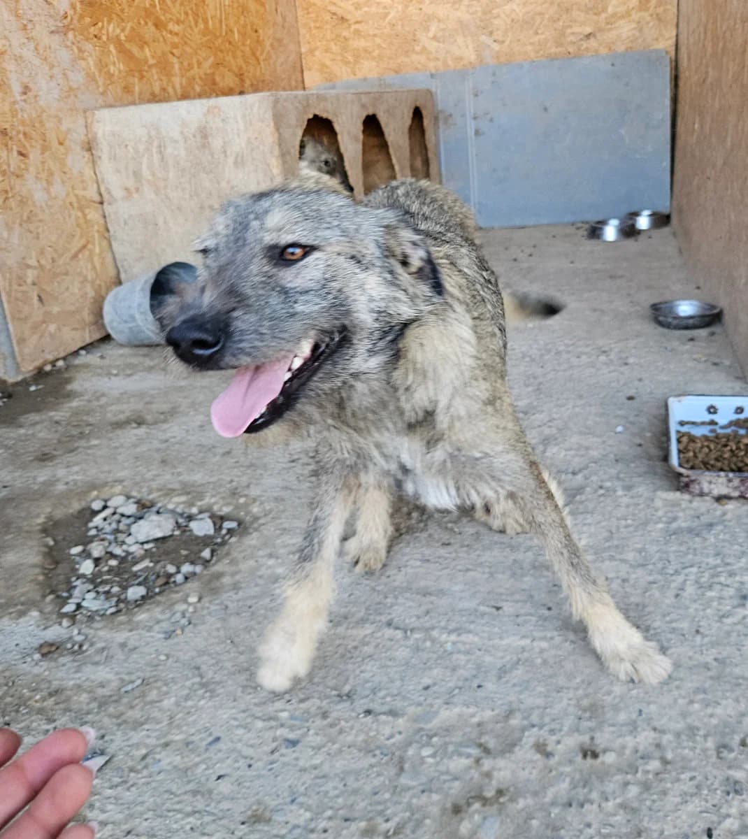 Dana, female young Mixed Breed for adoption at Tierschutzverein Labus Family e.V.