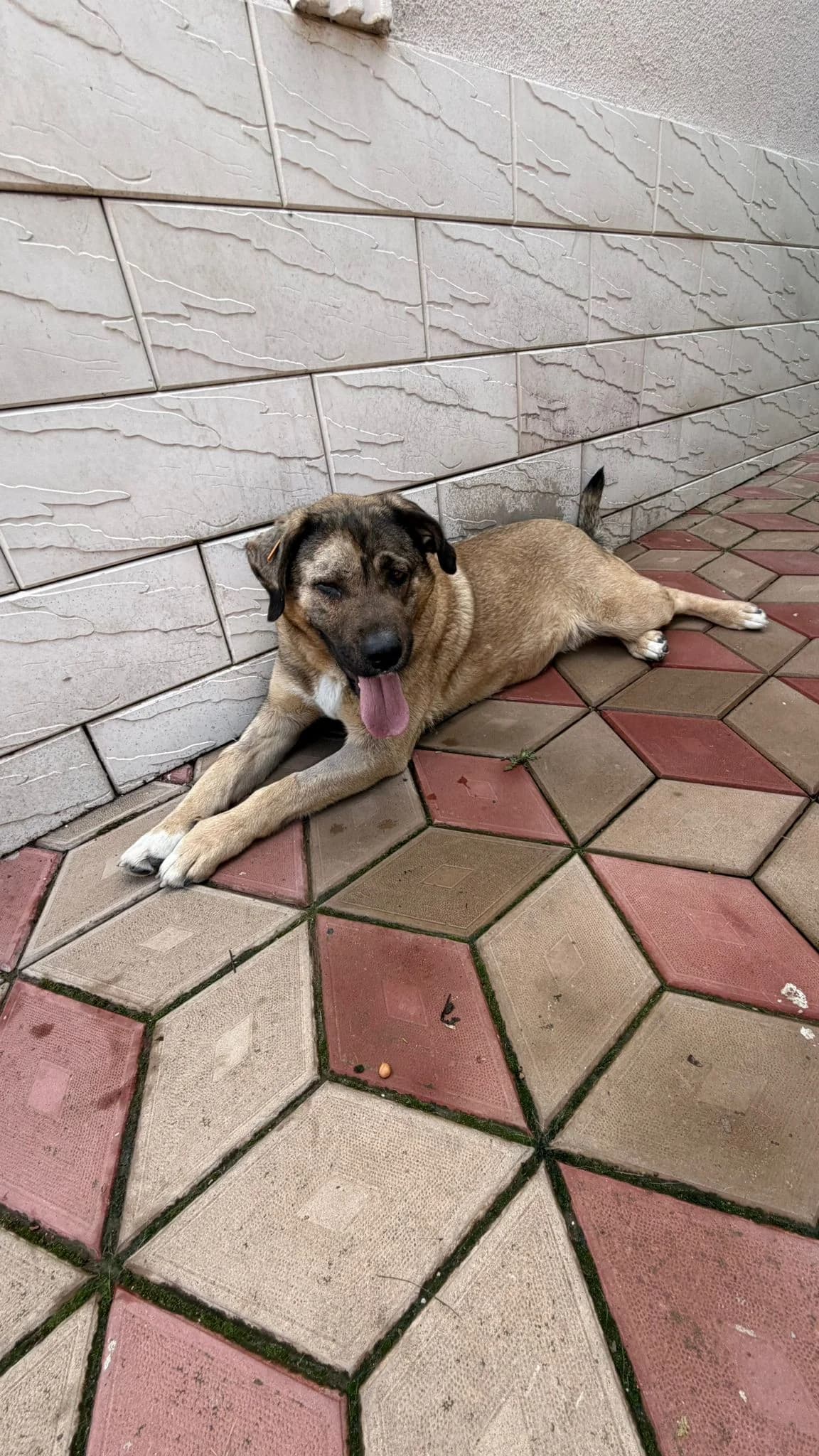 Darling, female young Mixed Breed for adoption at Tierschutzverein Labus Family e.V.