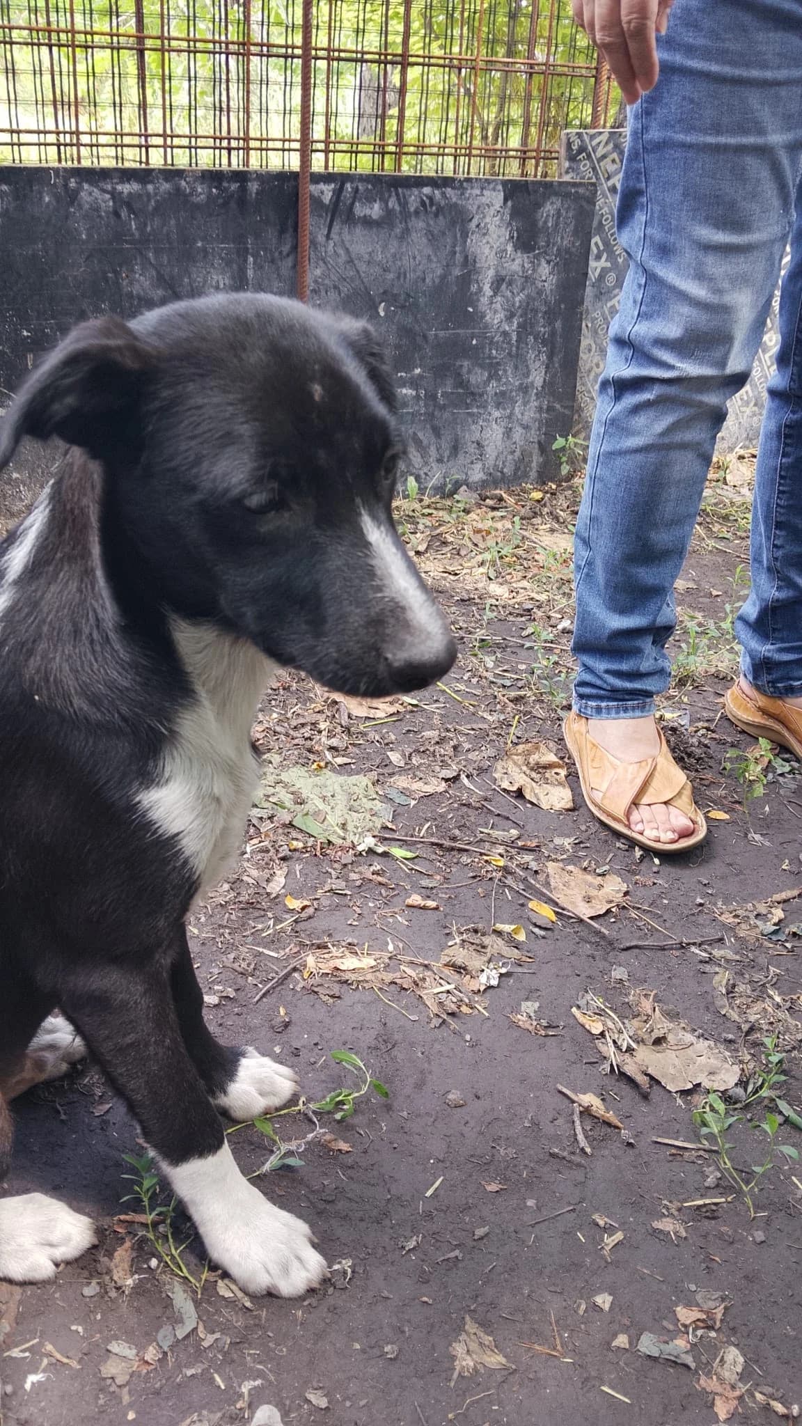 Darwin, male puppy Mixed Breed for adoption at Tierschutzverein Labus Family e.V.