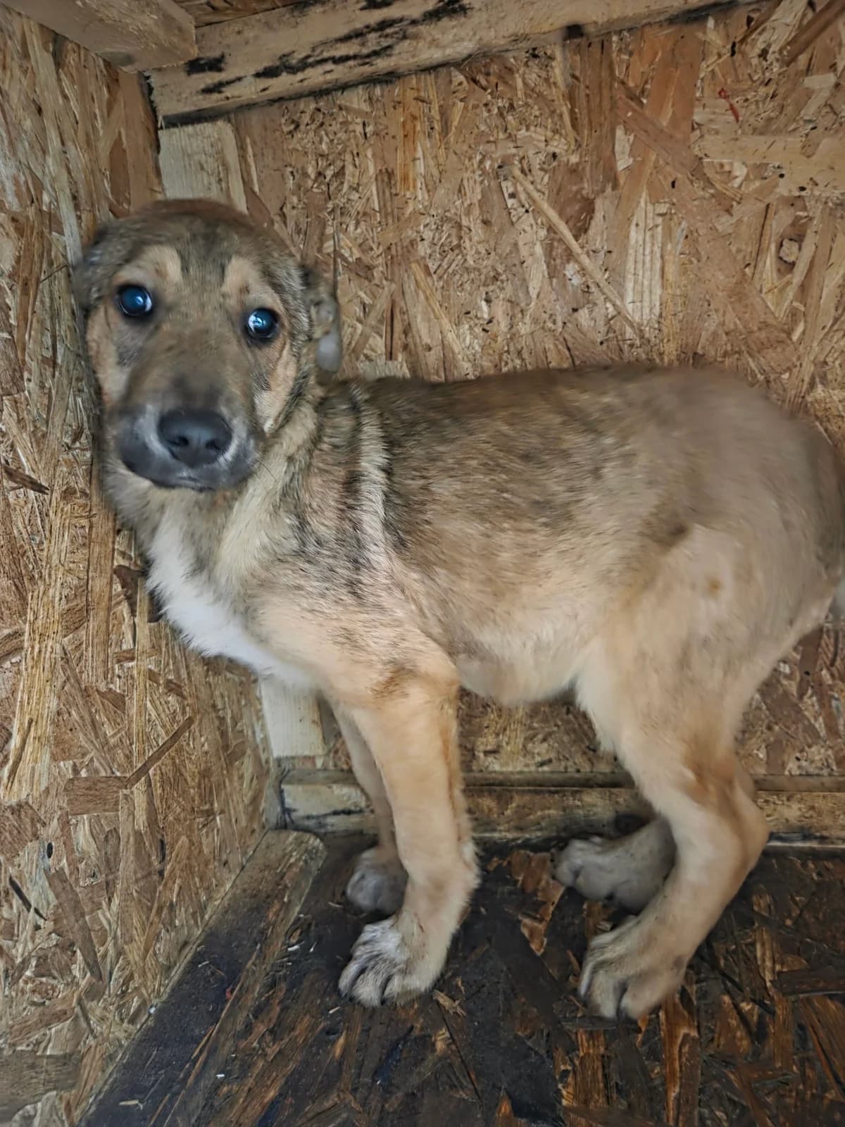 Dooley, male puppy Mixed Breed for adoption at Tierschutzverein Labus Family e.V.