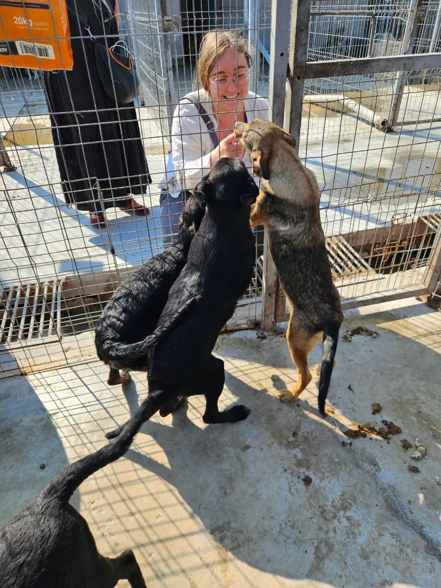 Draco, male young Mixed Breed for adoption at Tierschutzverein Labus Family e.V.