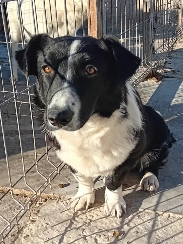 Dunja, female 3yo Mixed Breed for adoption at Tierschutzverein Labus Family e.V.