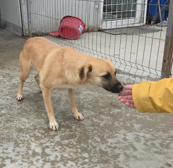 Elara, female young Mixed Breed for adoption at Tierschutzverein Labus Family e.V.