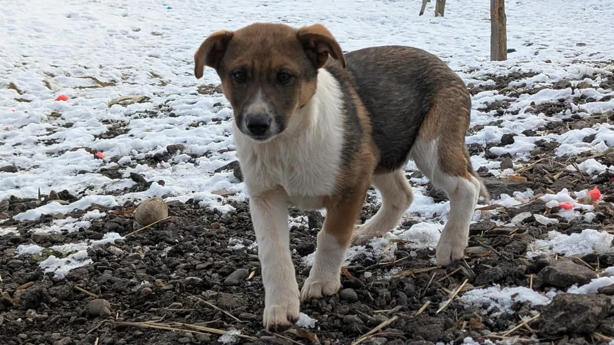 Elayne, female puppy Mixed Breed for adoption at Tierschutzverein Labus Family e.V.