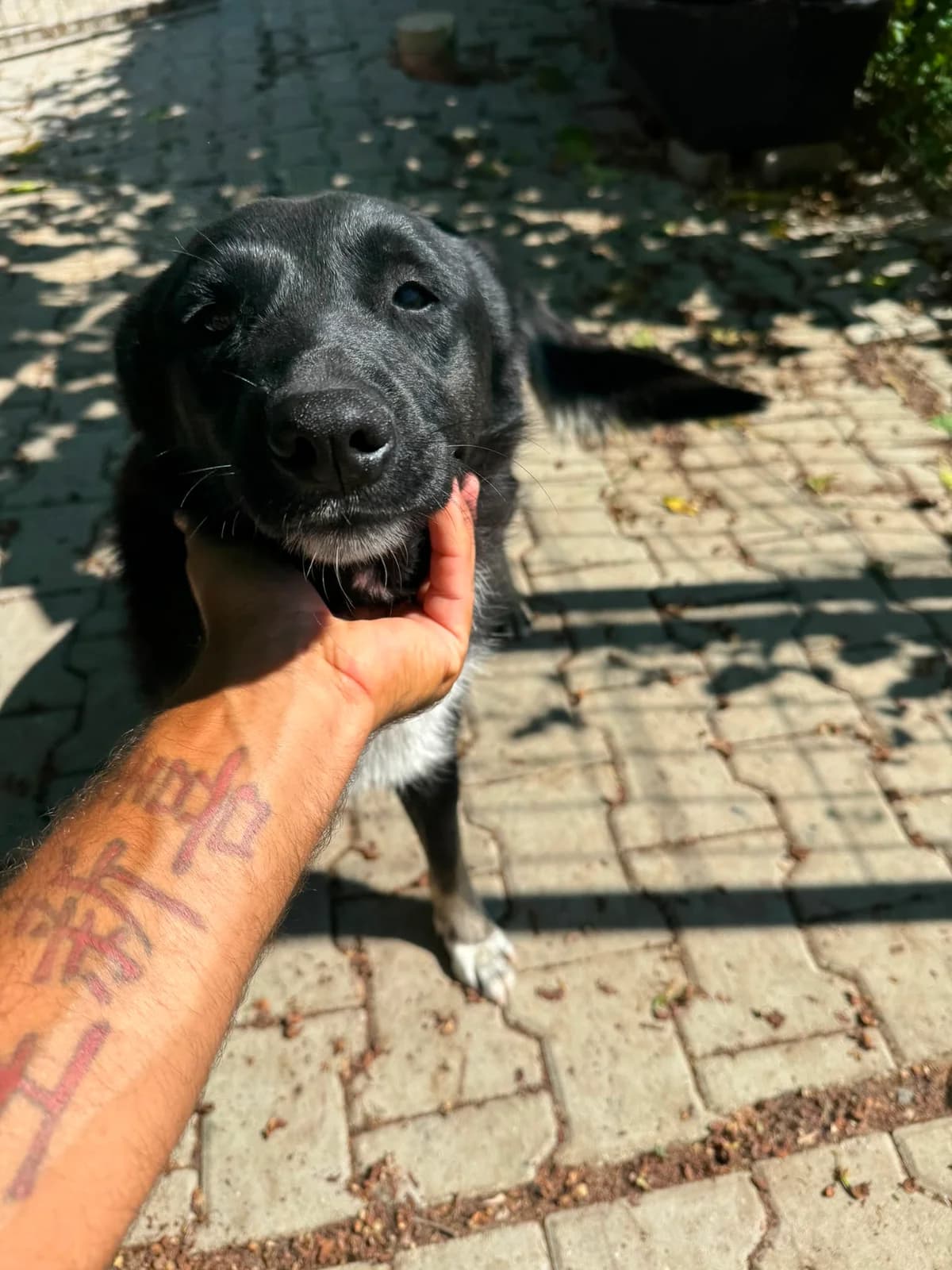 Ella, female young Mixed Breed for adoption at Tierschutzverein Labus Family e.V.