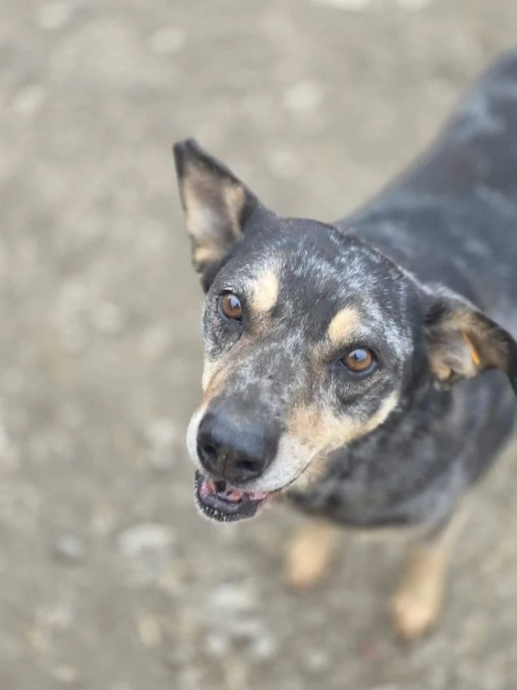 Emilio, male 7yo Mixed Breed for adoption at Tierschutzverein Labus Family e.V.