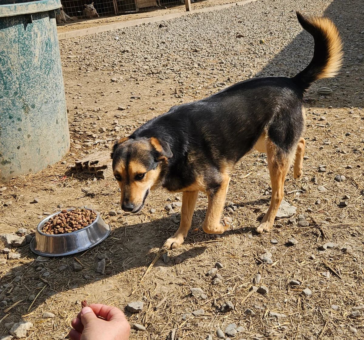 Emmi, female 4yo Mixed Breed for adoption at Tierschutzverein Labus Family e.V.