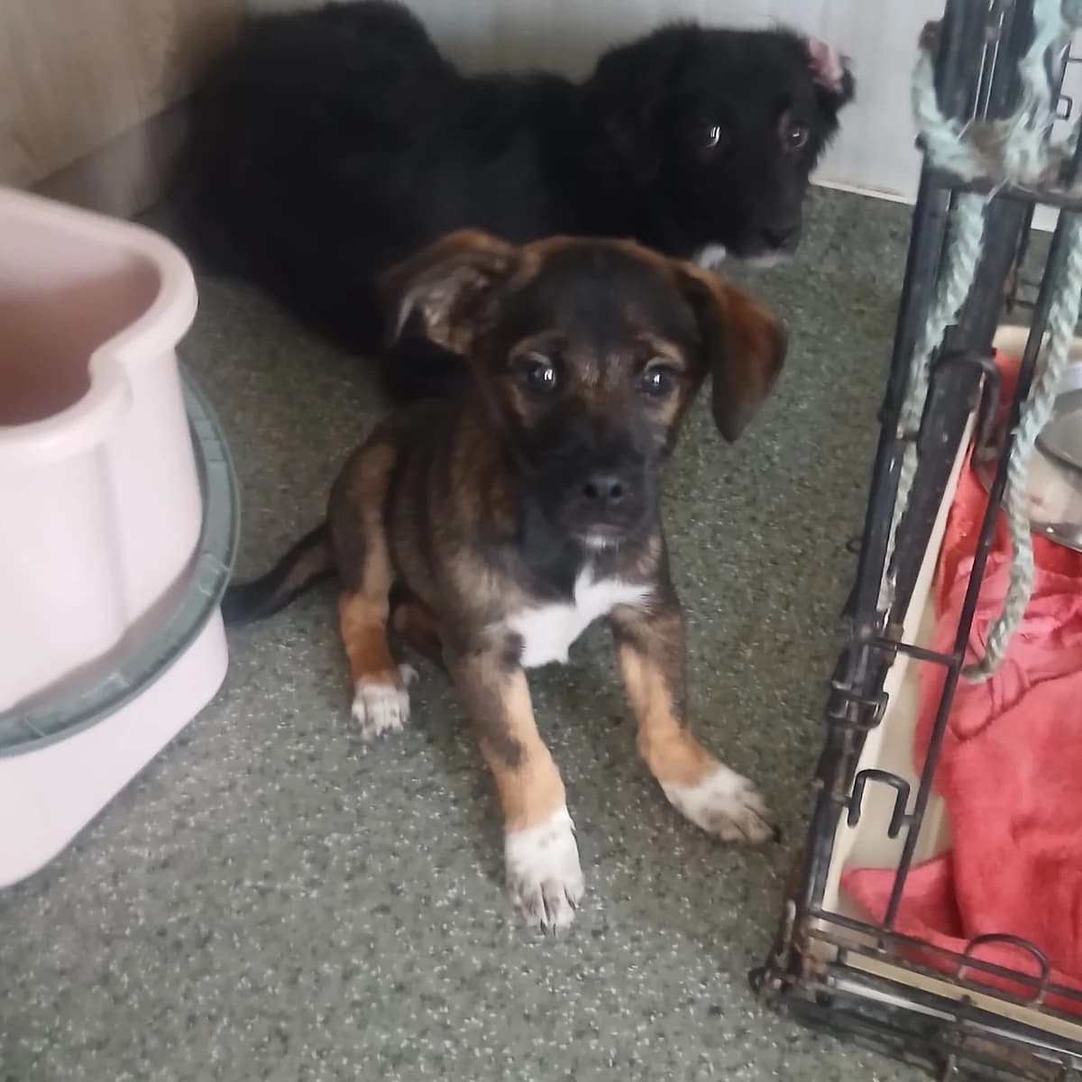 Espresso, male puppy Mixed Breed for adoption at Tierschutzverein Labus Family e.V.