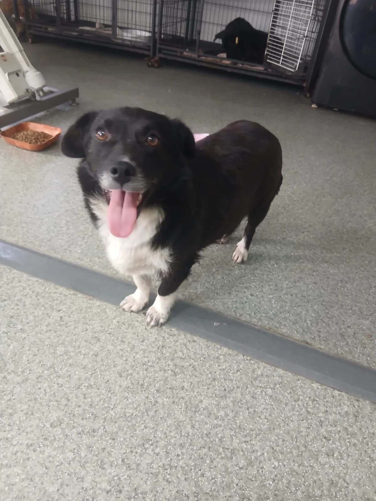 Fabia, female 5yo Mixed Breed for adoption at Tierschutzverein Labus Family e.V.