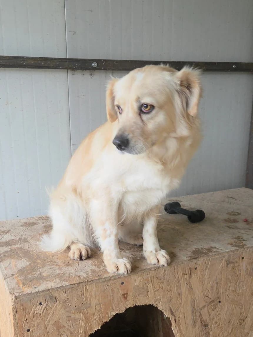 Fado, male 3yo Mixed Breed for adoption at Tierschutzverein Labus Family e.V.