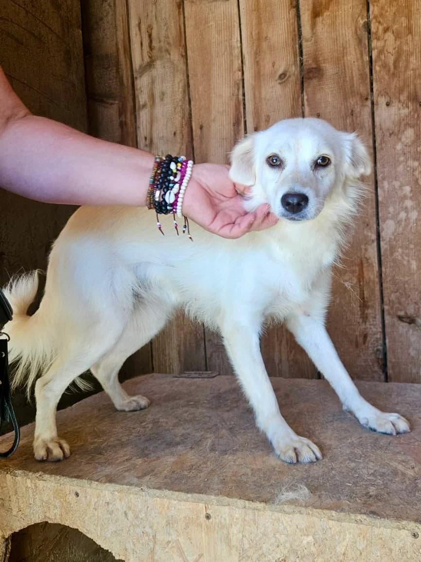 Falba, female 3yo Mixed Breed for adoption at Tierschutzverein Labus Family e.V.
