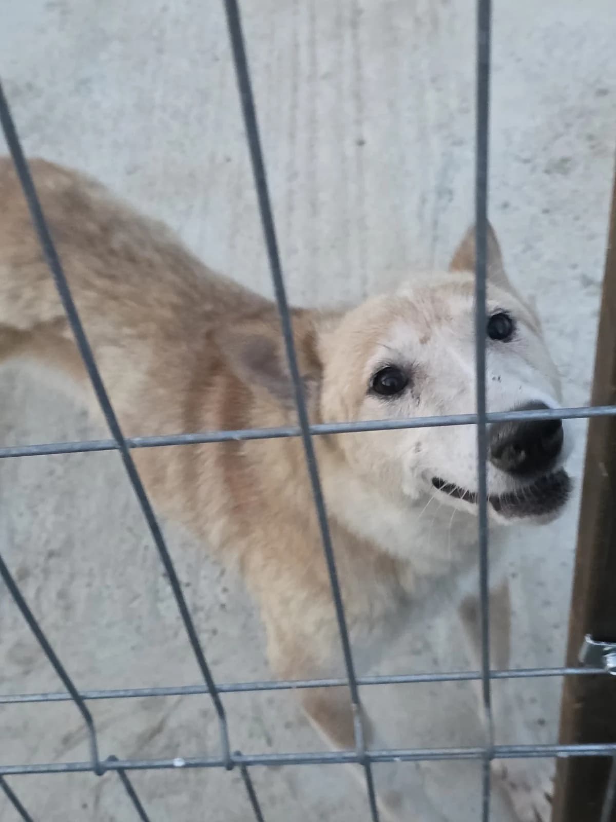 Felicia, female senior Mixed Breed for adoption at Tierschutzverein Labus Family e.V.