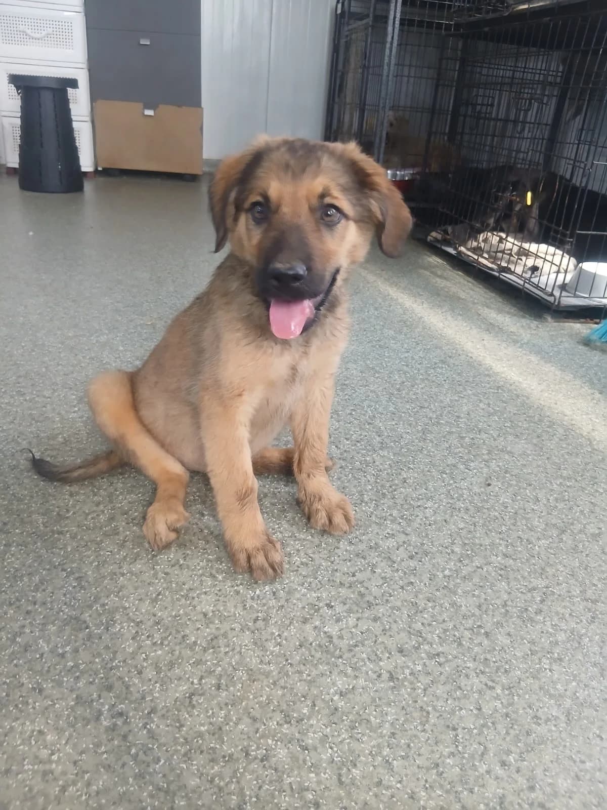 Fenris, male puppy Mixed Breed for adoption at Tierschutzverein Labus Family e.V.
