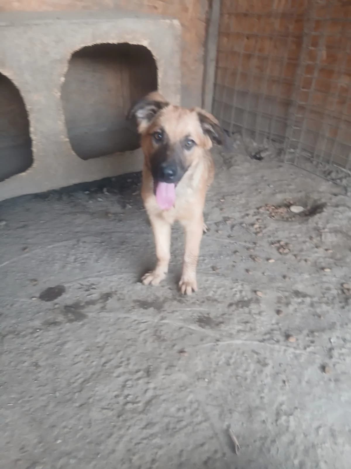 Fenris, male puppy Mixed Breed for adoption at Tierschutzverein Labus Family e.V.