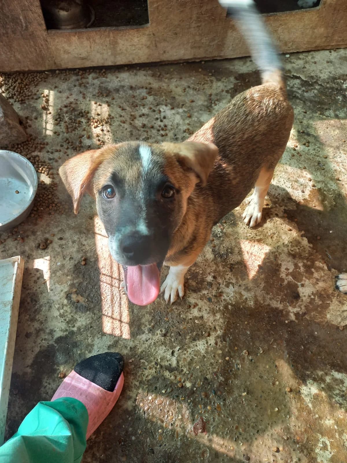 Finn, male young Mixed Breed for adoption at Tierschutzverein Labus Family e.V.