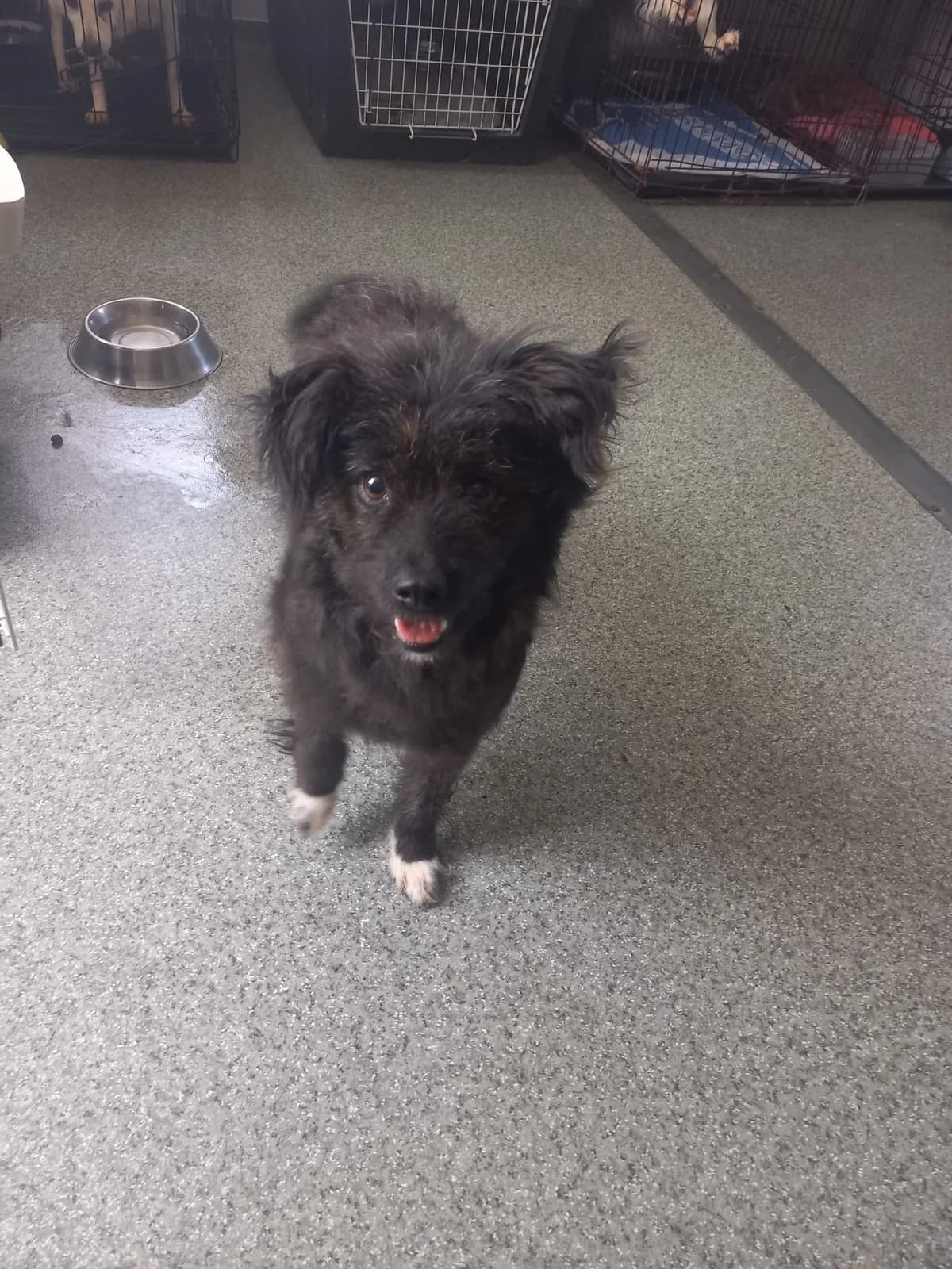 Fiona, female young Mixed Breed for adoption at Tierschutzverein Labus Family e.V.