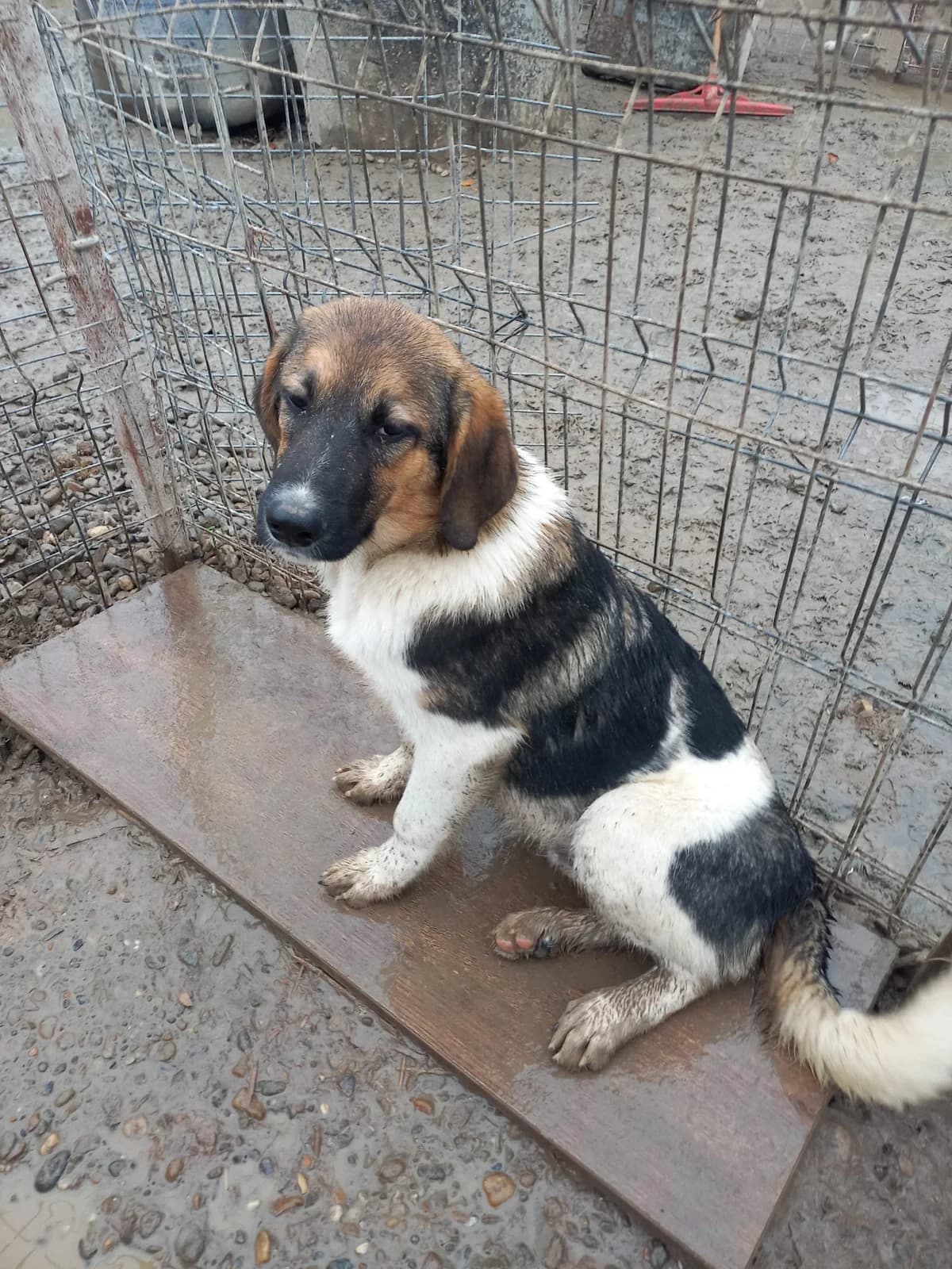 Fips, male young Mixed Breed for adoption at Tierschutzverein Labus Family e.V.