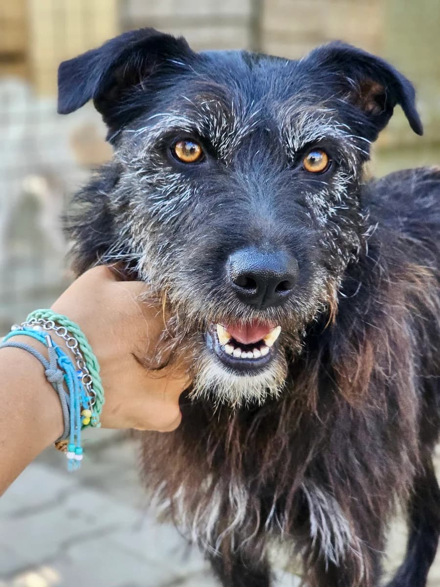 Fräulein Helga, female 4yo Mixed Breed for adoption at Tierschutzverein Labus Family e.V.