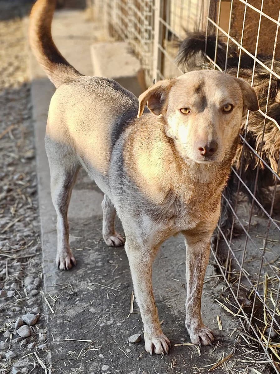 Franze, male 4yo Mixed Breed for adoption at Tierschutzverein Labus Family e.V.