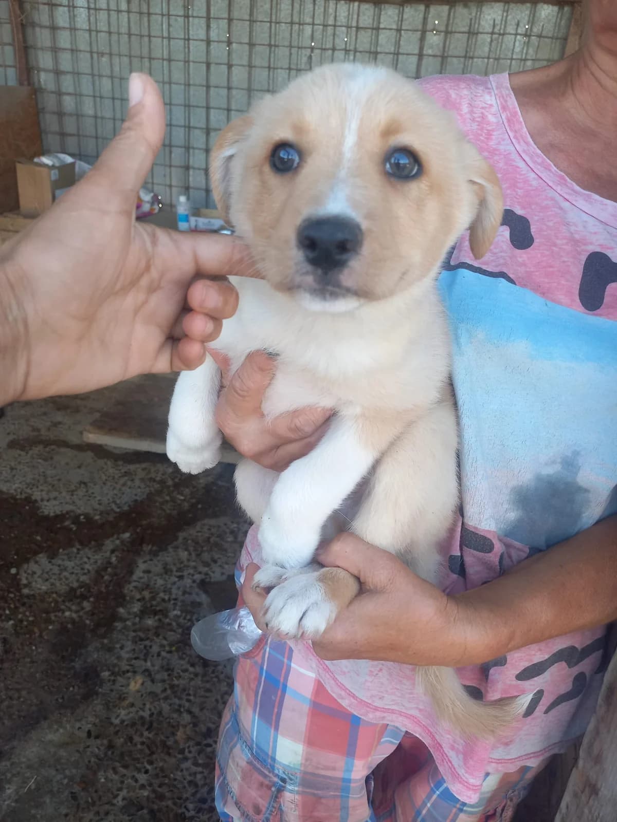 Freddy, male puppy Mixed Breed for adoption at Tierschutzverein Labus Family e.V.