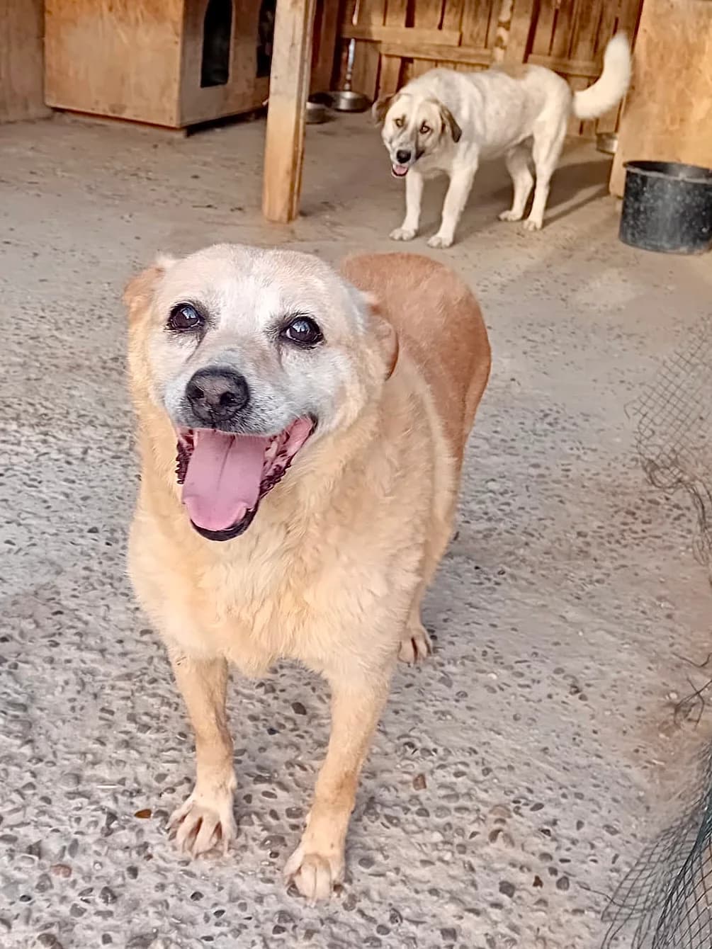 Fridolin, male senior Mixed Breed for adoption at Tierschutzverein Labus Family e.V.
