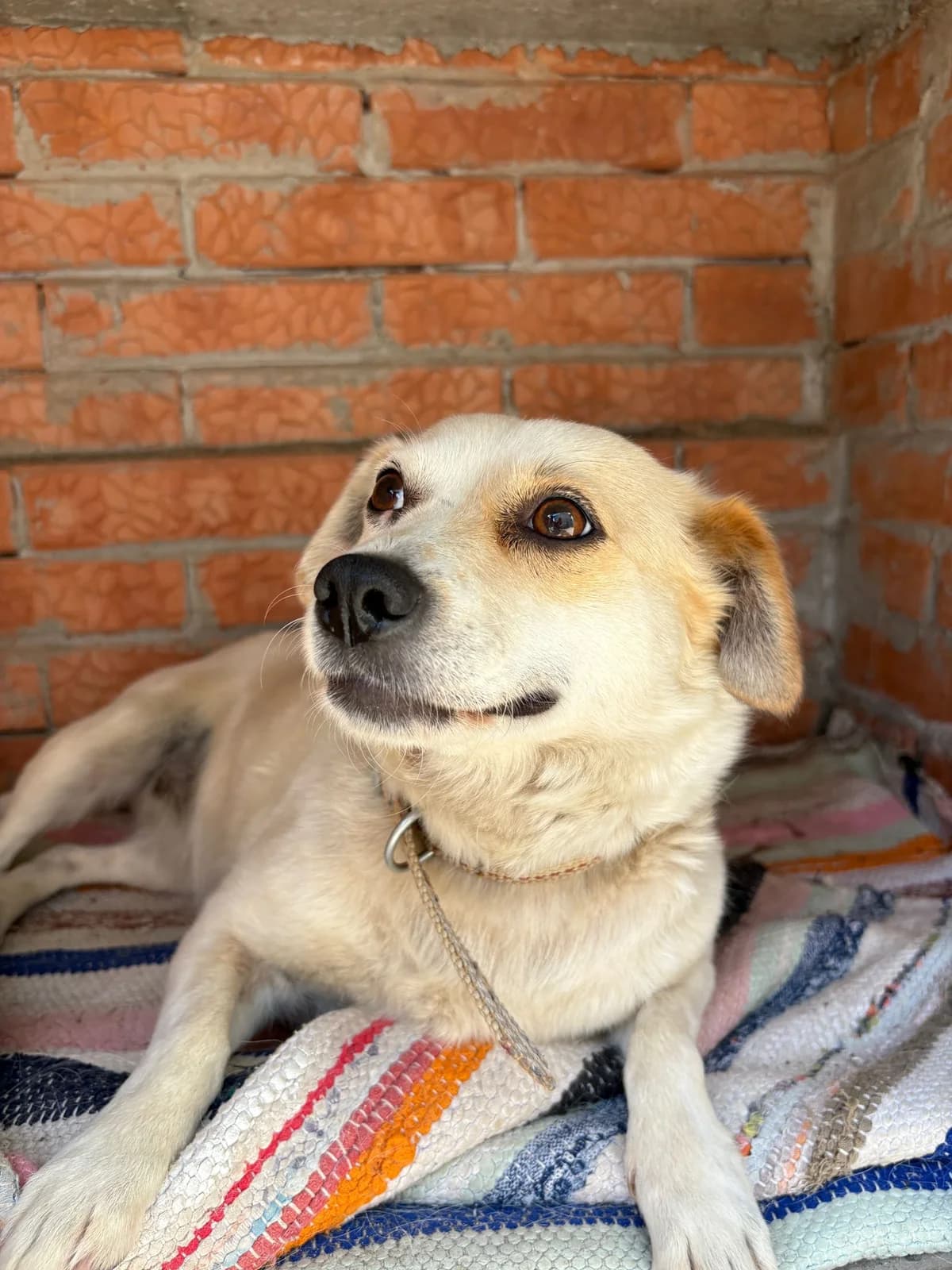 Frieda, female 6yo Mixed Breed for adoption at Tierschutzverein Labus Family e.V.