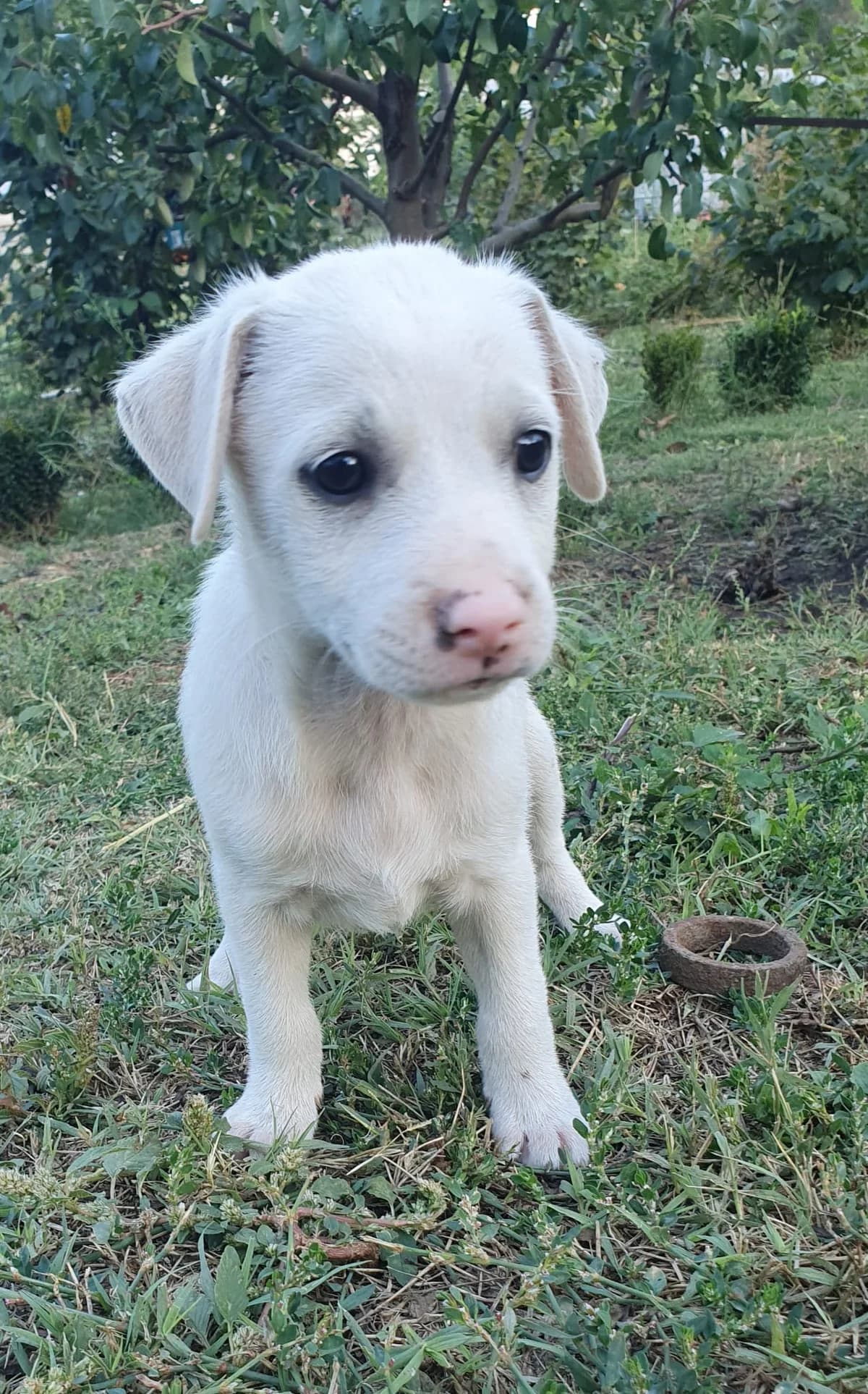 Gaston, male puppy Mixed Breed for adoption at Tierschutzverein Labus Family e.V.