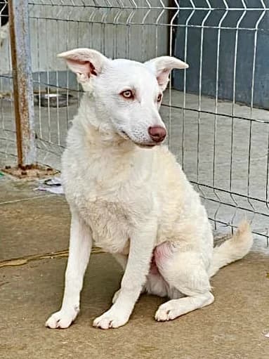 Gina, female young Mixed Breed for adoption at Tierschutzverein Labus Family e.V.