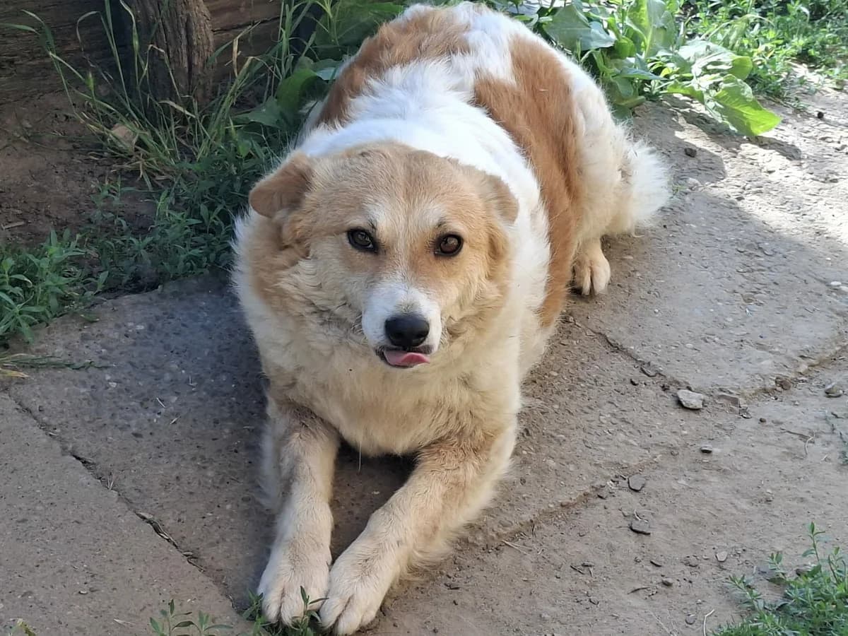 Greta, female 5yo Mixed Breed for adoption at Tierschutzverein Labus Family e.V.