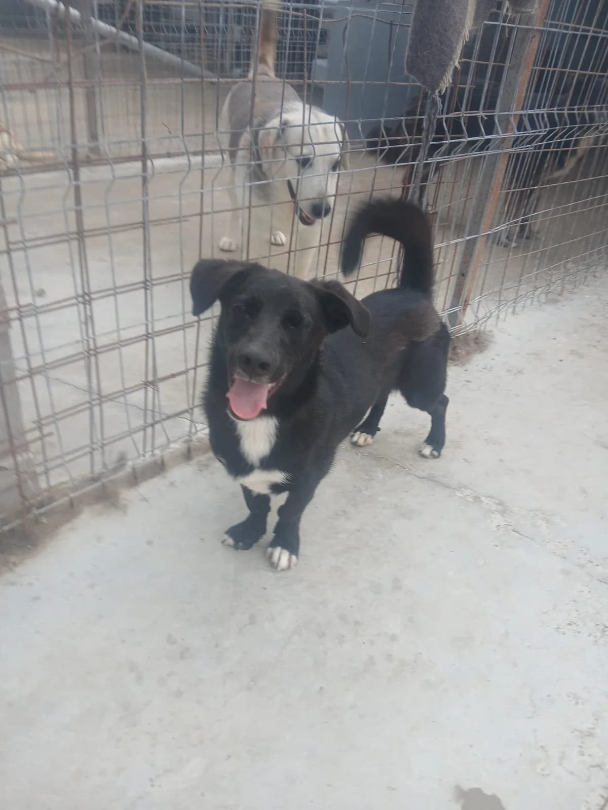 Hank, male young Mixed Breed for adoption at Tierschutzverein Labus Family e.V.
