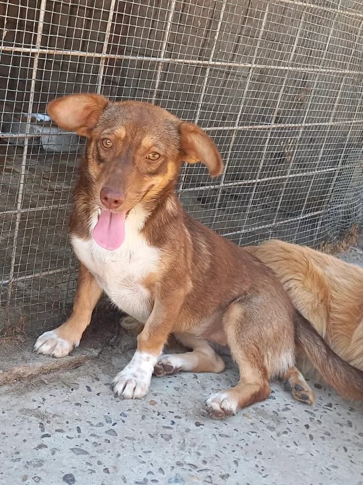 Hanni, female 4yo Mixed Breed for adoption at Tierschutzverein Labus Family e.V.