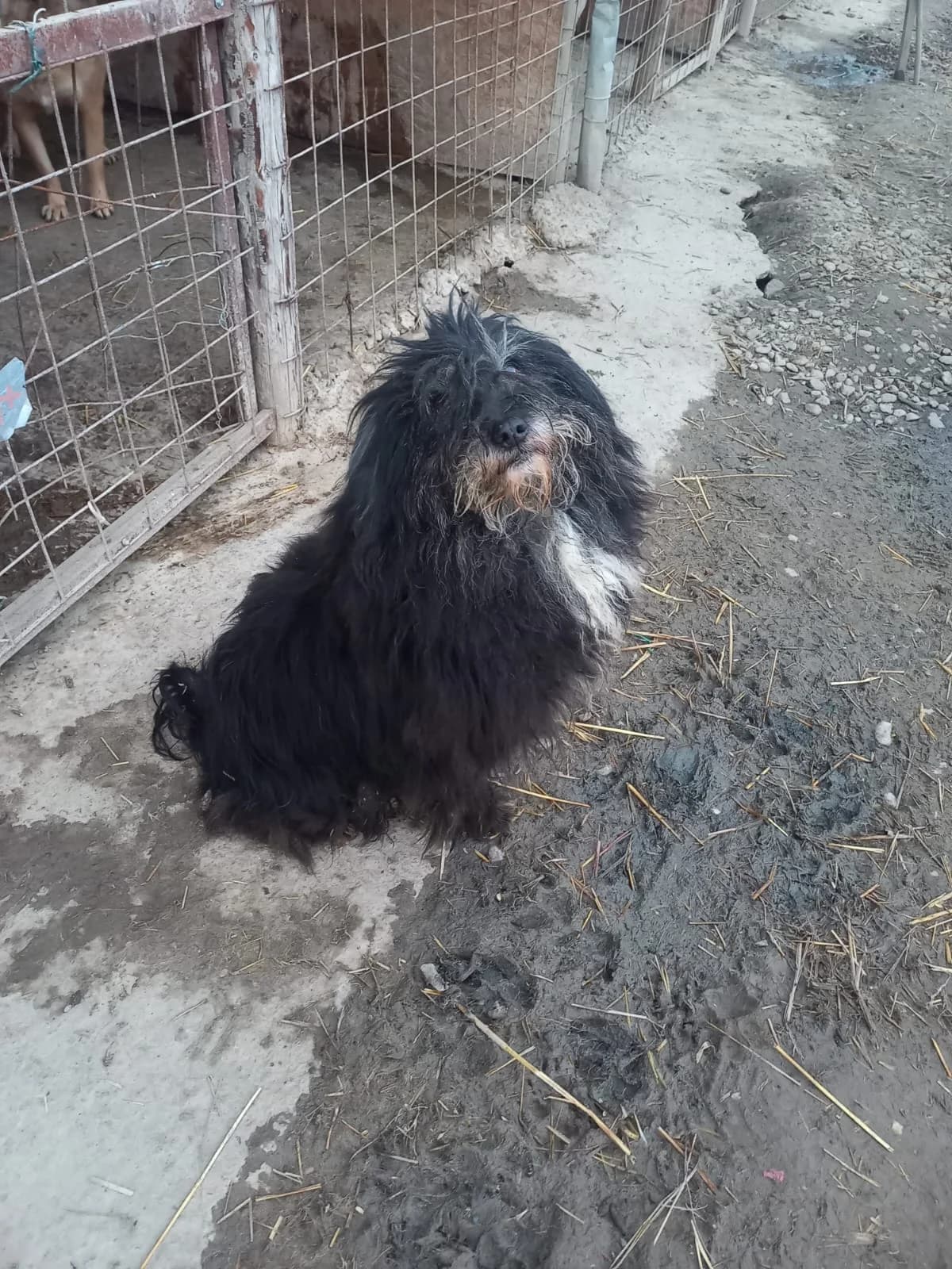 Hektor, male senior Mixed Breed for adoption at Tierschutzverein Labus Family e.V.
