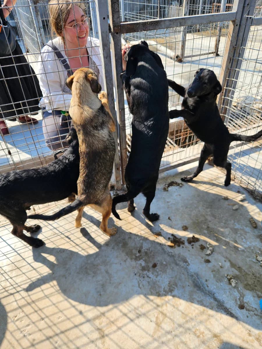 Hermine, female young Mixed Breed for adoption at Tierschutzverein Labus Family e.V.