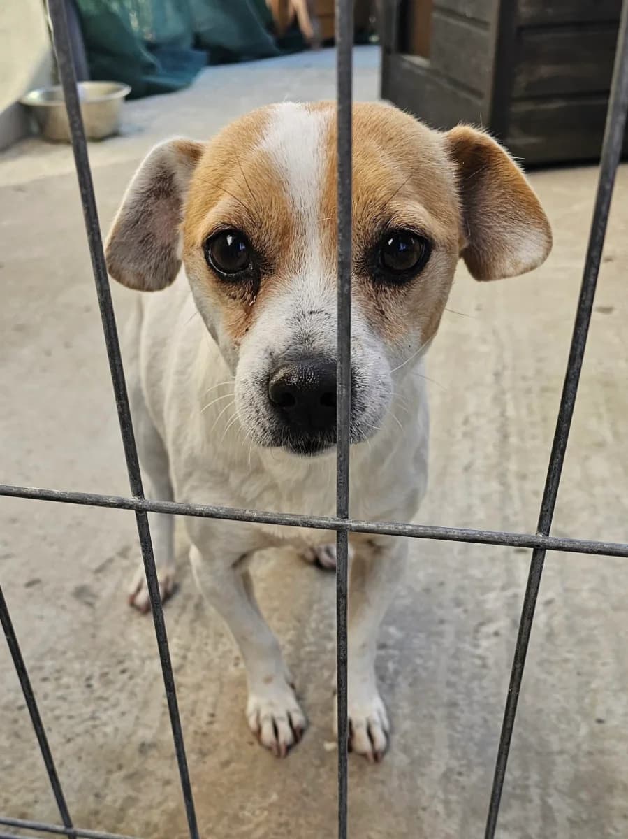 Herni, female senior Mixed Breed for adoption at Tierschutzverein Labus Family e.V.