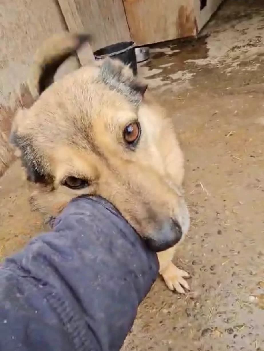Honey, female senior Mixed Breed for adoption at Tierschutzverein Labus Family e.V.