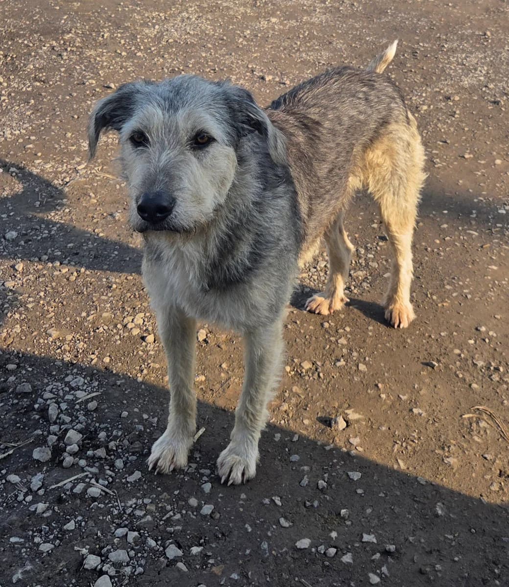 Hope, female young Mixed Breed for adoption at Tierschutzverein Labus Family e.V.