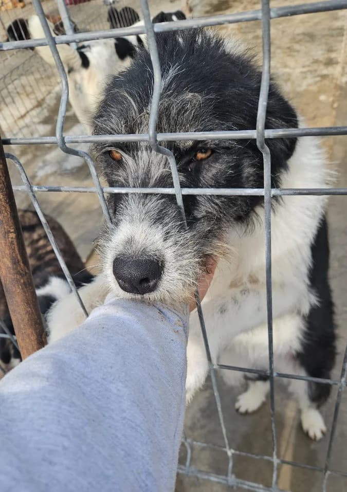 Irma, female young Mixed Breed for adoption at Tierschutzverein Labus Family e.V.