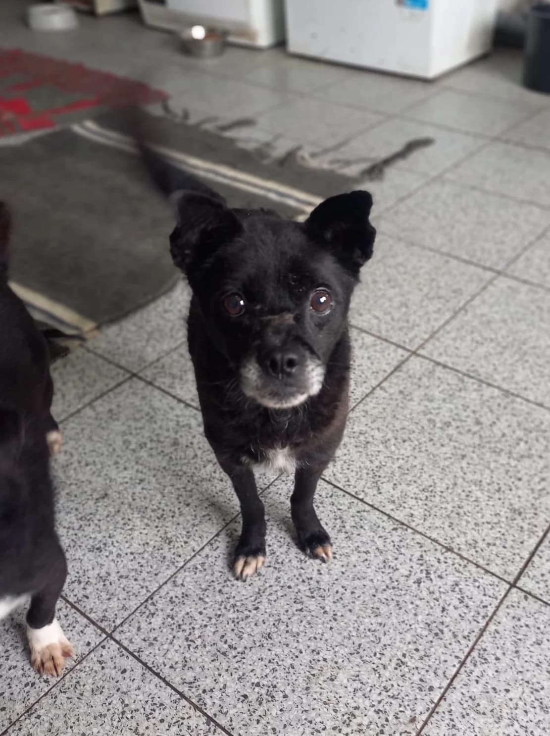 James Bond, male senior Mixed Breed for adoption at Tierschutzverein Labus Family e.V.
